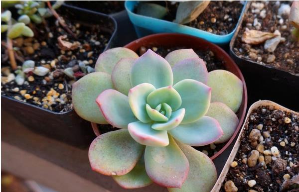 白鳳多肉圖片大全(開(kāi)花、老樁) 白鳳特點(diǎn)與簡(jiǎn)介