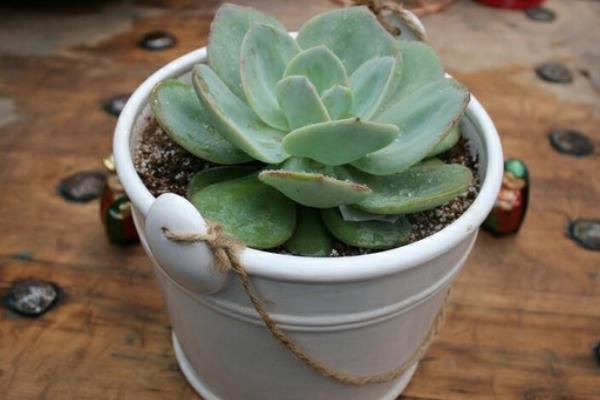 白鳳多肉圖片大全(開(kāi)花、老樁) 白鳳特點(diǎn)與簡(jiǎn)介