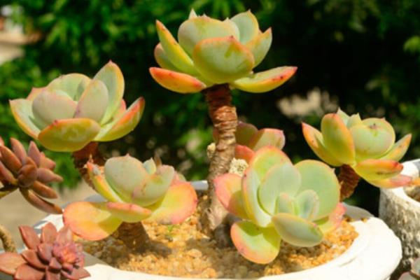 白鳳多肉圖片大全(開(kāi)花、老樁) 白鳳特點(diǎn)與簡(jiǎn)介