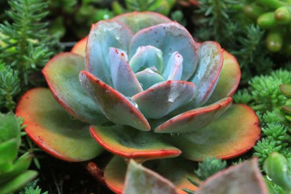 白鳳多肉圖片大全(開(kāi)花、老樁) 白鳳特點(diǎn)與簡(jiǎn)介