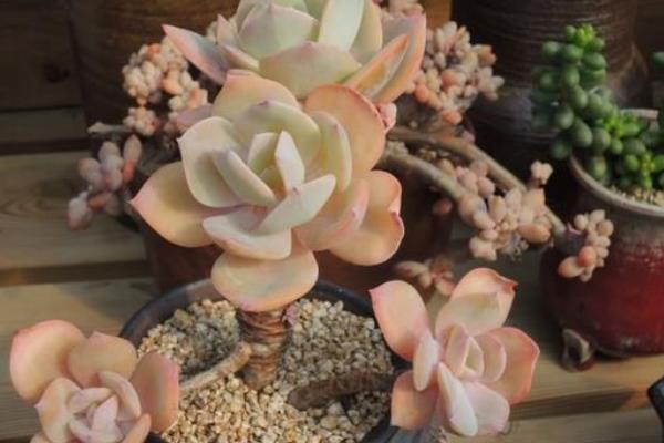 白鳳多肉圖片大全(開(kāi)花、老樁) 白鳳特點(diǎn)與簡(jiǎn)介