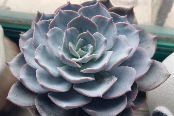 藍石蓮多肉圖片大全（老樁） 藍石蓮特點與簡介