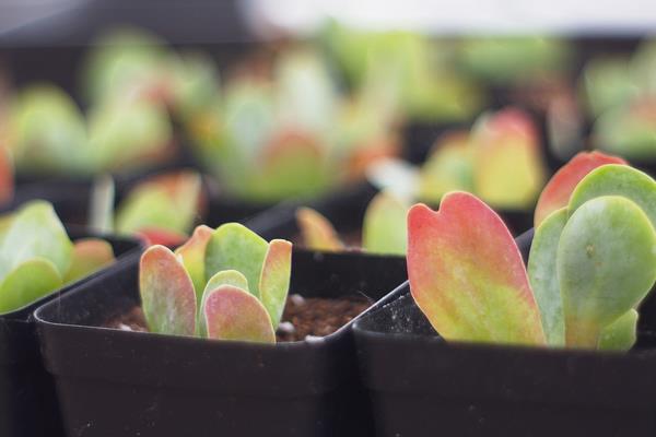 唐印多肉繁殖方法 唐印多肉的注意事項