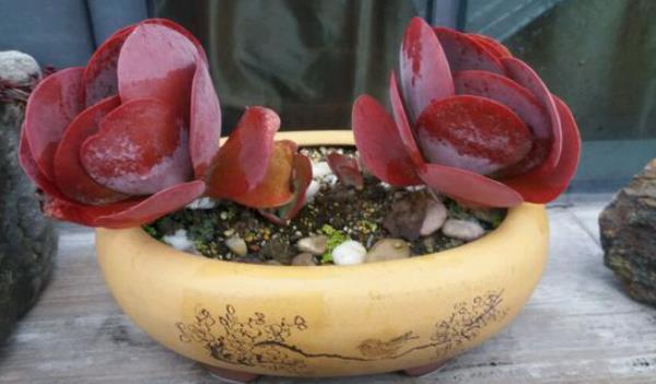 唐印多肉繁殖方法 唐印多肉的注意事項