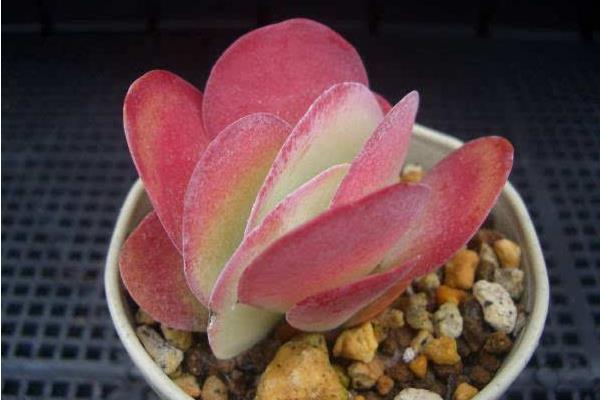 唐印多肉繁殖方法 唐印多肉的注意事項