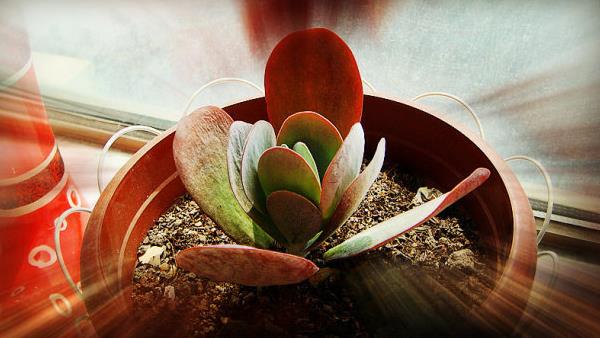 唐印多肉繁殖方法 唐印多肉的注意事項