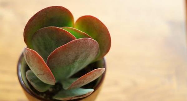 唐印多肉繁殖方法 唐印多肉的注意事項