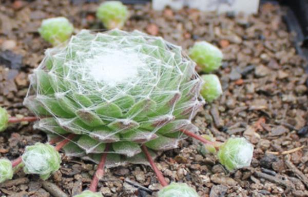 蛛絲卷絹多肉怎么養爆盆 蛛絲卷絹養殖方法與注意事項