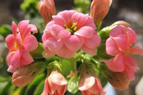 長壽花有花苞后多久開花（花會開多久） 長壽花的催花方法