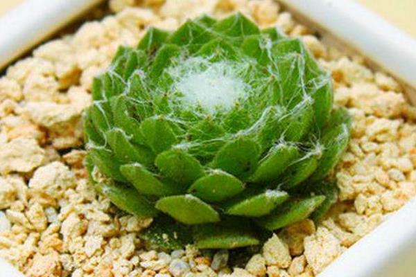 蛛絲卷絹多肉怎么養爆盆 蛛絲卷絹養殖方法與注意事項