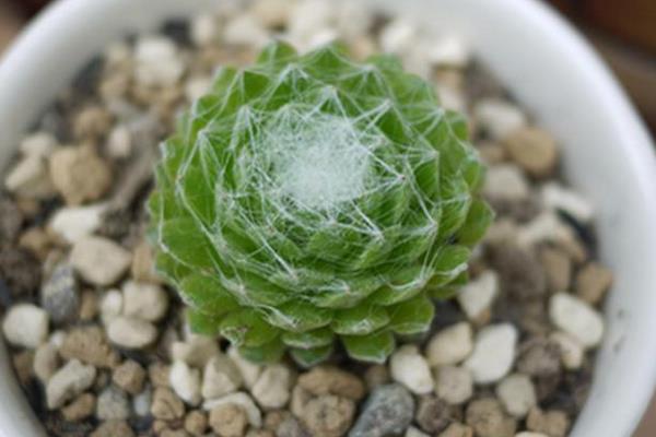 蛛絲卷絹多肉怎么養爆盆 蛛絲卷絹養殖方法與注意事項