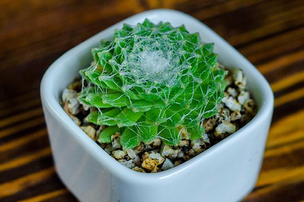 蛛絲卷絹多肉怎么養爆盆 蛛絲卷絹養殖方法與注意事項