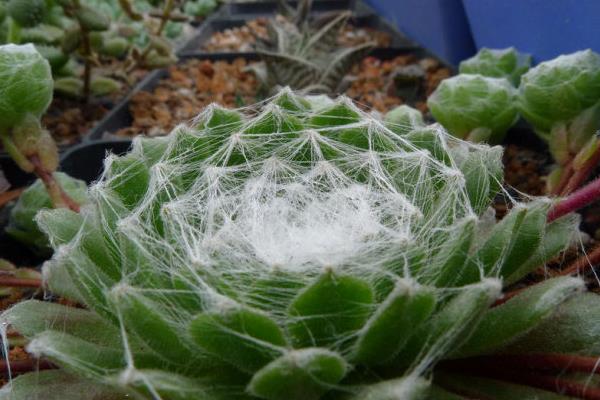 蛛絲卷絹多肉怎么養爆盆 蛛絲卷絹養殖方法與注意事項