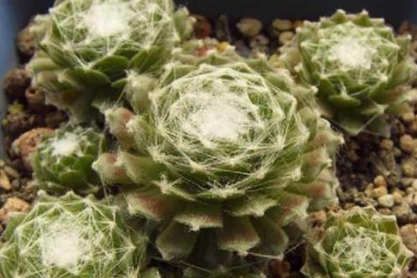 蛛絲卷絹多肉怎么養爆盆 蛛絲卷絹養殖方法與注意事項