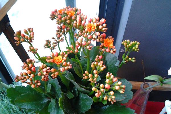 長壽花有花苞后多久開花(花會開多久) 長壽花的催花方法