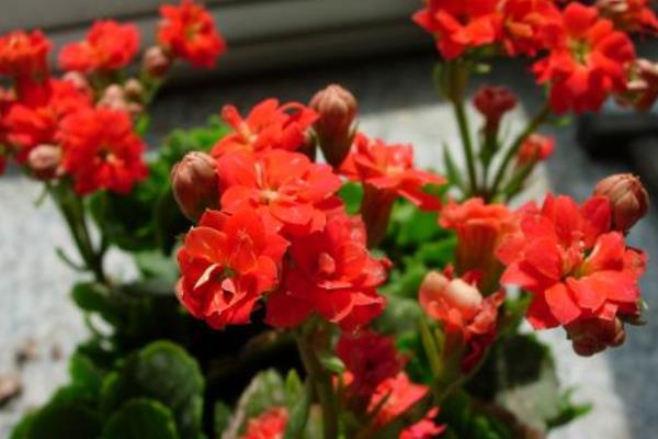 長壽花有花苞后多久開花(花會開多久) 長壽花的催花方法