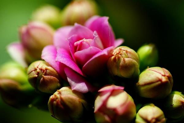 長壽花有花苞后多久開花(花會開多久) 長壽花的催花方法