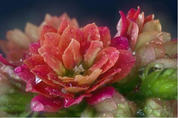 長壽花有花苞后多久開花(花會開多久) 長壽花的催花方法