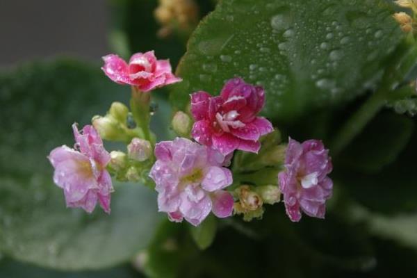 長壽花有花苞后多久開花(花會開多久) 長壽花的催花方法