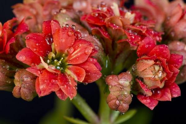 長壽花有花苞后多久開花(花會開多久) 長壽花的催花方法