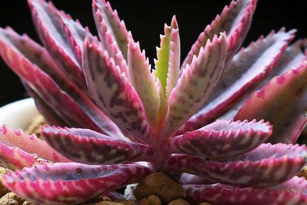 不死鳥多肉有毒嗎 不死鳥的種類