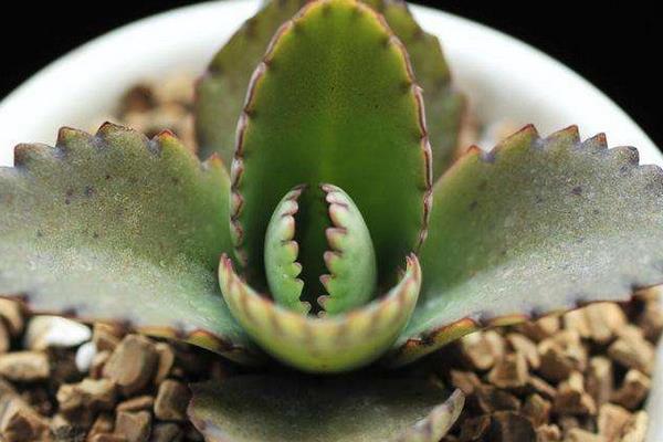 不死鳥多肉有毒嗎 不死鳥的種類