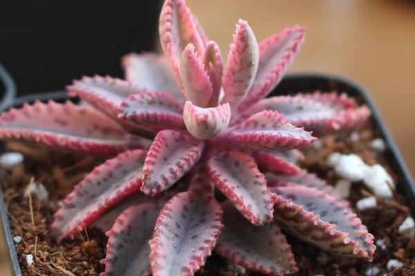 不死鳥多肉有毒嗎 不死鳥的種類