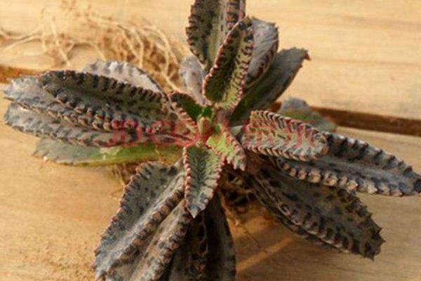 不死鳥多肉有毒嗎 不死鳥的種類