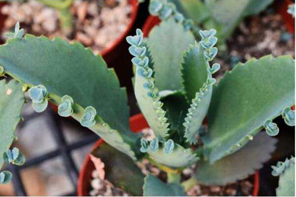 不死鳥多肉有毒嗎 不死鳥的種類