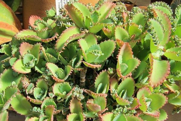 不死鳥多肉有毒嗎 不死鳥的種類