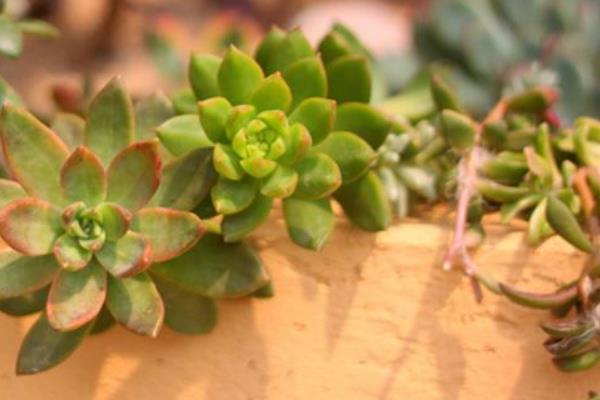 銘月徒長(zhǎng)怎么辦 銘月會(huì)開(kāi)花嗎