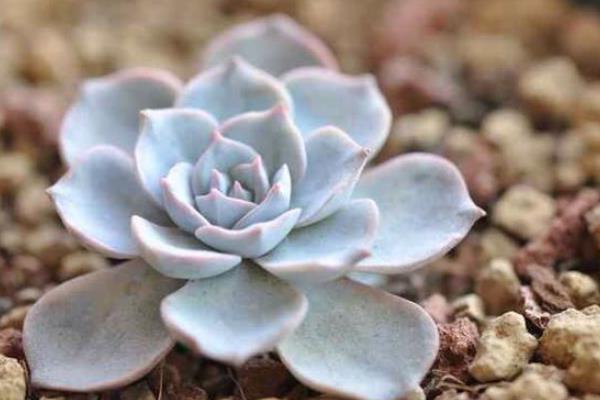 藍石蓮掉葉子往下塌怎么辦 藍石蓮徒長怎么辦