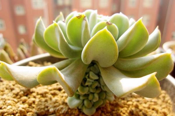 特玉蓮圖片大全（老樁） 特玉蓮多肉特點與簡介