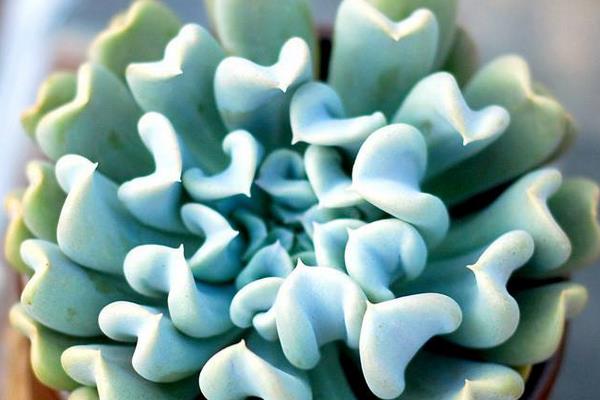 特玉蓮圖片大全（老樁） 特玉蓮多肉特點與簡介