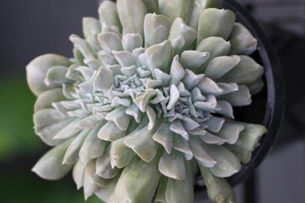 特玉蓮圖片大全（老樁） 特玉蓮多肉特點與簡介