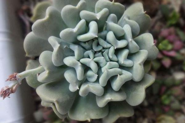 特玉蓮圖片大全（老樁） 特玉蓮多肉特點與簡介