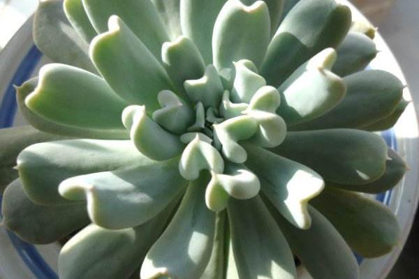 特玉蓮圖片大全（老樁） 特玉蓮多肉特點與簡介