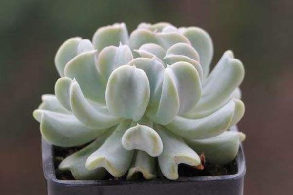 特玉蓮圖片大全（老樁） 特玉蓮多肉特點與簡介