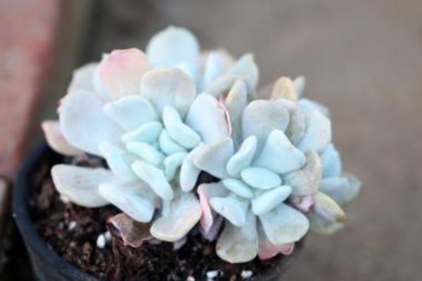 特玉蓮圖片大全（老樁） 特玉蓮多肉特點與簡介