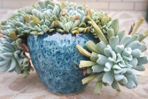 特玉蓮圖片大全（老樁） 特玉蓮多肉特點與簡介