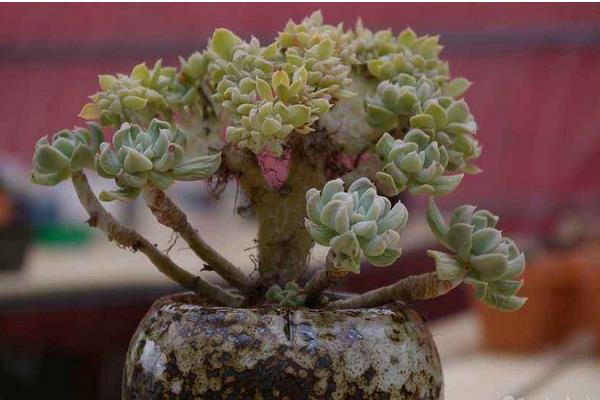 特玉蓮圖片大全（老樁） 特玉蓮多肉特點與簡介