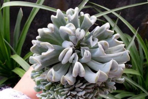 特玉蓮圖片大全（老樁） 特玉蓮多肉特點與簡介