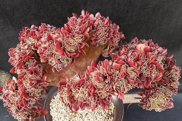 特玉蓮圖片大全（老樁） 特玉蓮多肉特點與簡介