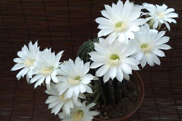 曇花繁殖方法 曇花品種大全