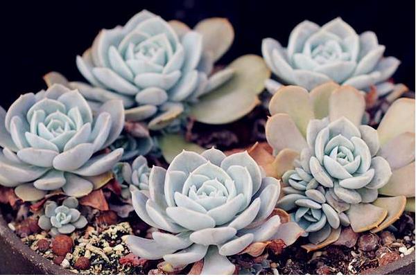 魯氏石蓮圖片大全（老樁） 魯氏石蓮特點與簡介