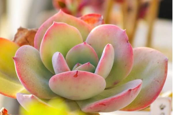 白鳳多肉怎么養(yǎng) 白鳳養(yǎng)殖方法與注意事項(xiàng)