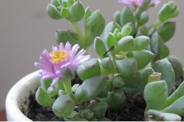 白鳳多肉怎么養(yǎng) 白鳳養(yǎng)殖方法與注意事項(xiàng)