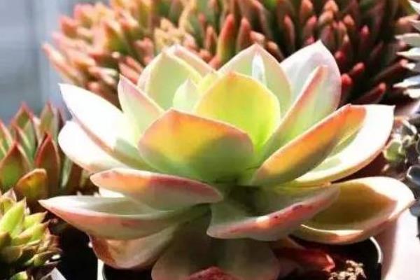 白鳳多肉怎么養(yǎng) 白鳳養(yǎng)殖方法與注意事項(xiàng)