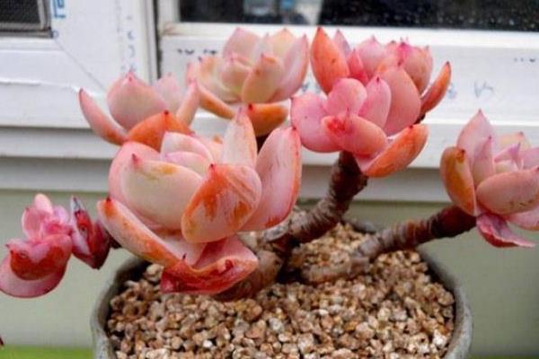 白鳳多肉怎么養(yǎng) 白鳳養(yǎng)殖方法與注意事項(xiàng)