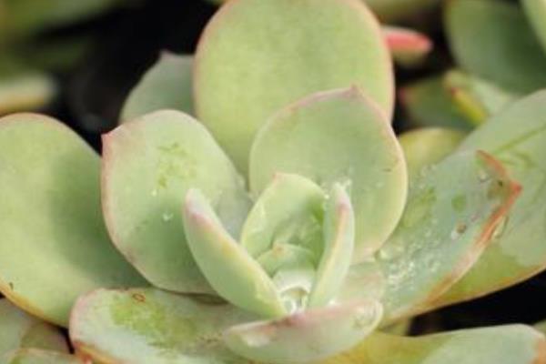 白鳳多肉怎么養(yǎng) 白鳳養(yǎng)殖方法與注意事項(xiàng)